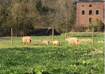 Moulin JOSEFA - vivant, migrant