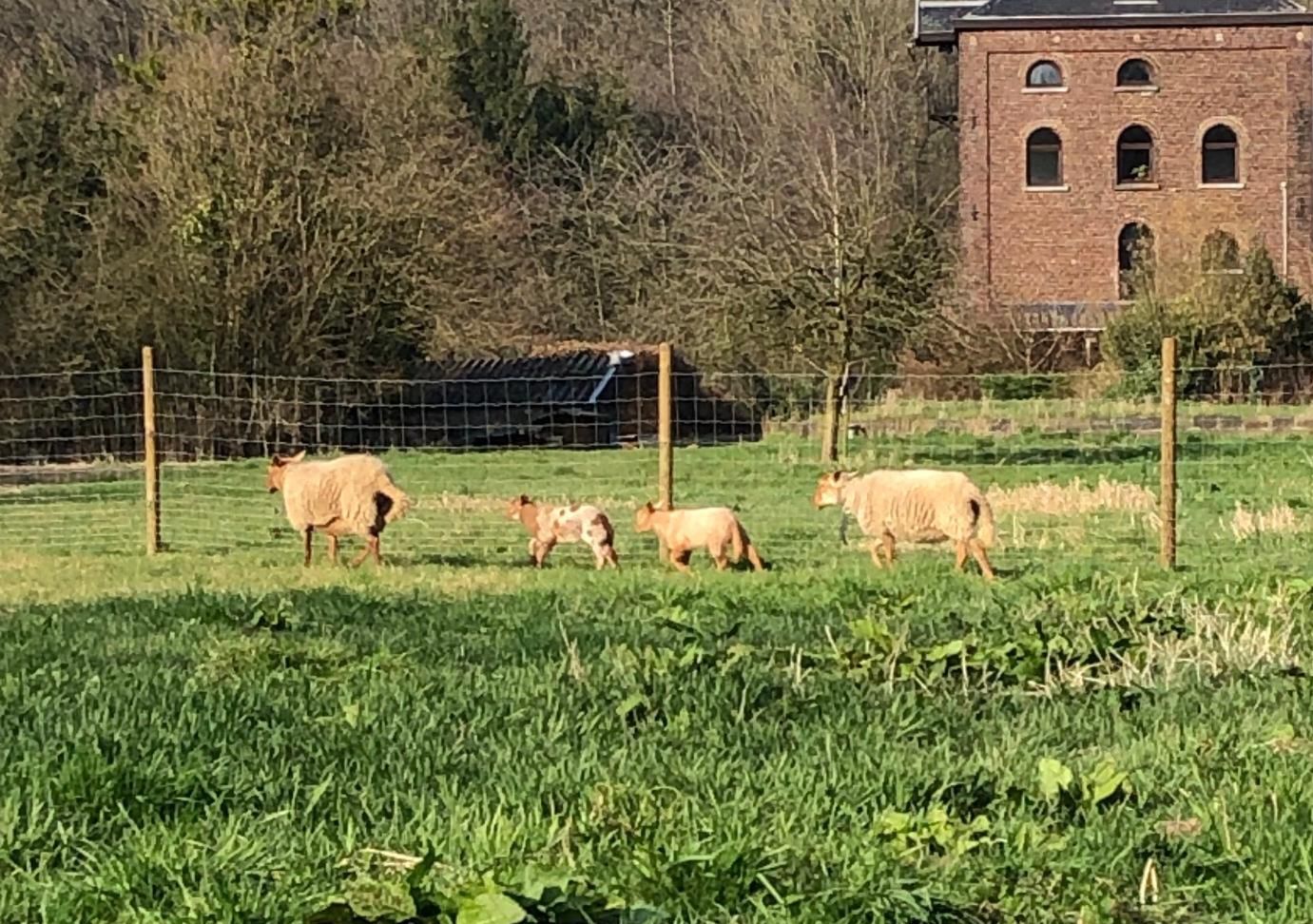 Moulin JOSEFA - vivant, migrant